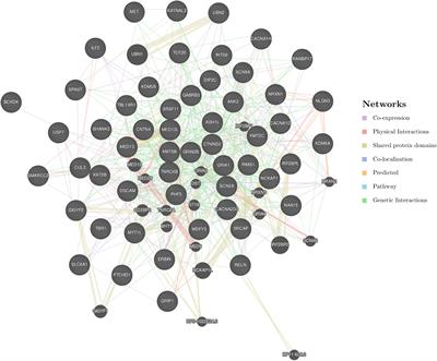 De novo Mutations (DNMs) in Autism Spectrum Disorder (ASD): Pathway and Network Analysis